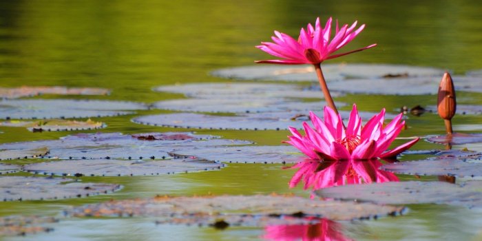 1920x1200 Pink Water Lily - Phone wallpapers