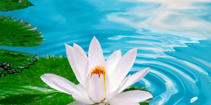 1440x1280 Water Lily wallpaper by _MARIKA_ - ea - Free on ZEDGE™