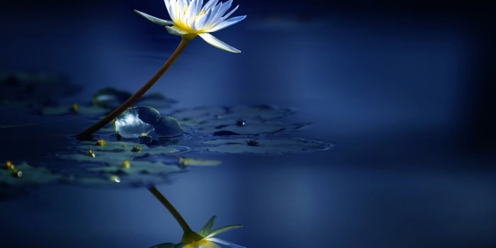 1714x1200 Water Lily HD Wallpapers and Background Images | YL Computing