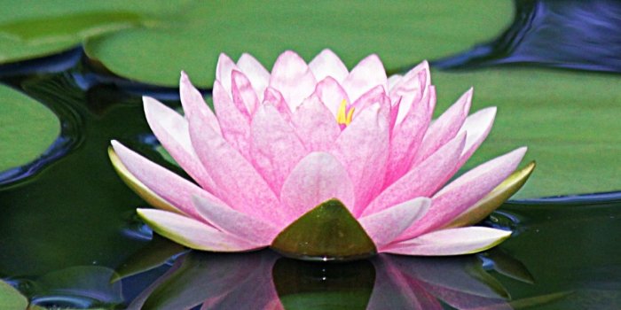 1280x2120 Download Lake, flower, pink, water lily wallpaper, 1280x2120