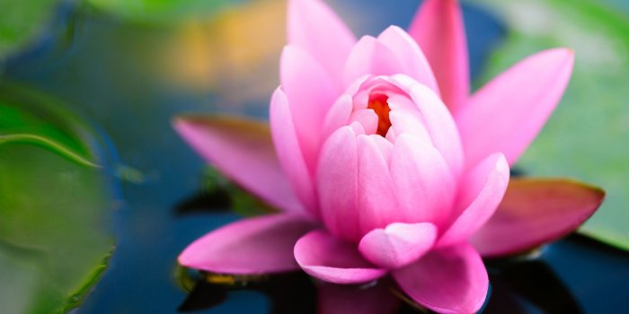 1920x1200 Pink water lily hd wallpaper | 1920x1200 | #31399