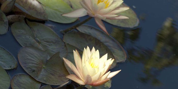 910x1369 HD wallpaper: pink flower, waterlily, lily pad, water plant