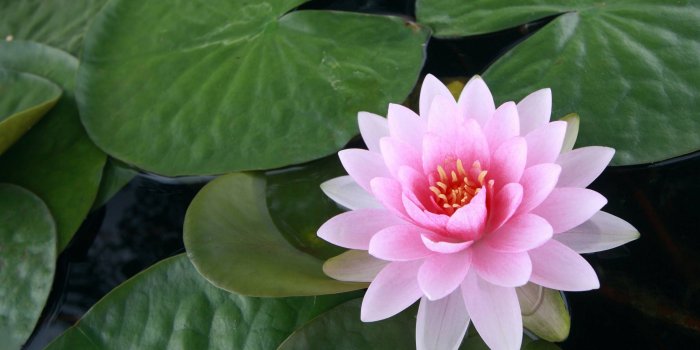 2560x1600 Water Lily wallpapers, Earth, HQ Water Lily pictures | 4K