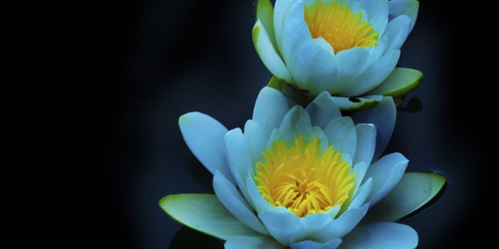 1920x1440 Free download water lily 1920x1440 wallpaper download page 319016