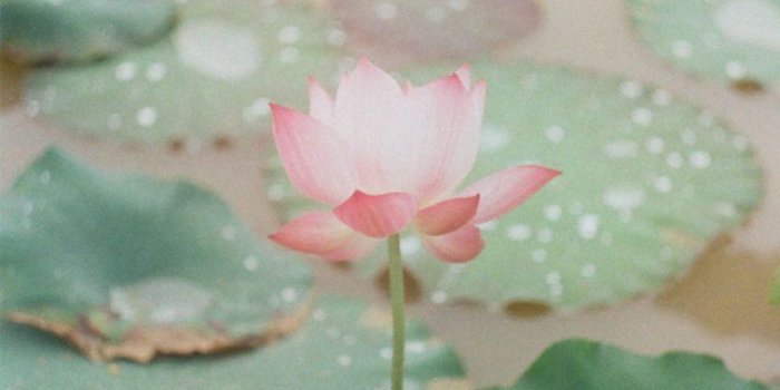 757x1221 Light pink waterlily , lotus flower pictures, iphone wallpaper
