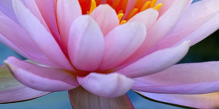 1080x1920 1080x1920 Water Lilies Iphone 7,6s,6 Plus, Pixel xl ,One Plus 3,3t