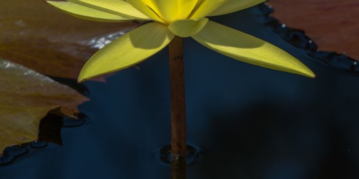 1242x2688 Wallpaper Yellow water lily, flower close-up, petals, leaves, pond