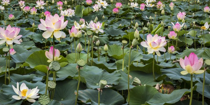 5120x3200 Lotus Flowers and Water Lilies HD wallpaper download