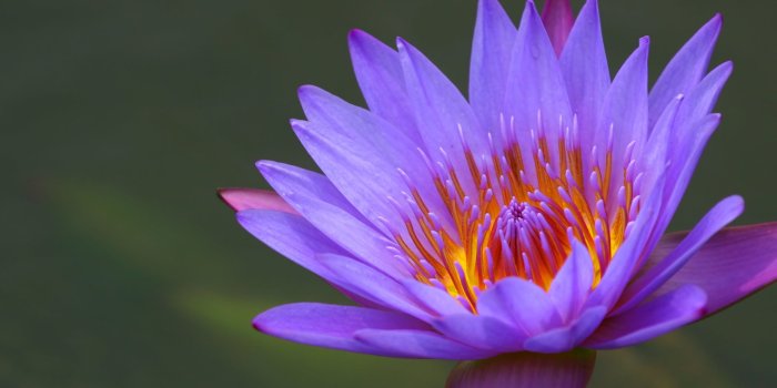 2560x1600 64+ Lily Wallpapers on WallpaperPlay