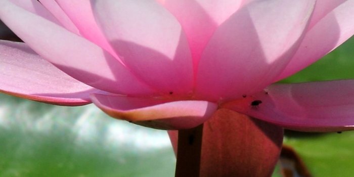 1080x2340 1080 x 2340 Water-lilies - Flowers wallpapers - Background pictures