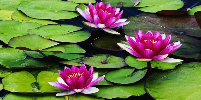 1920x1080 world water lilies 1920x1080 wallpaper High Quality Wallpapers