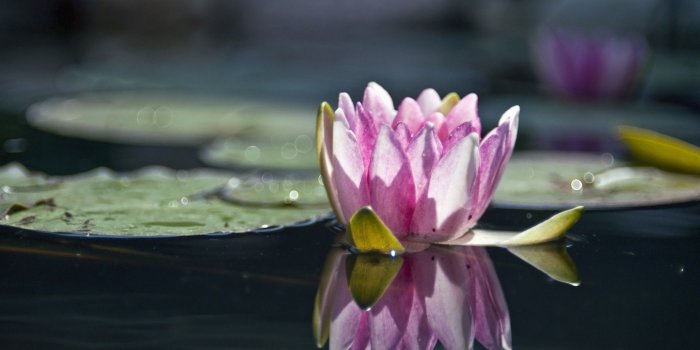 1920x1200 Water Lily Reflection - Phone wallpapers