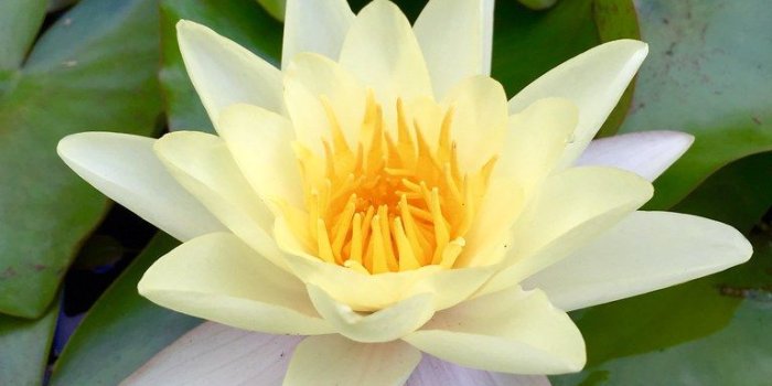 768x1024 My new wallpaper on my phone | Water lily | Anna & Michal