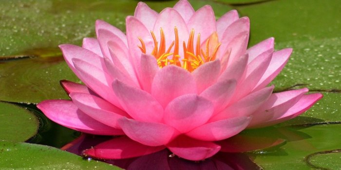 1332x850 Wallpaper Water Lily, Pink lily, Water lily images for desktop