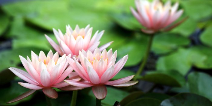 4200x2800 pink, Water, Lily, Lilies, Flowers, Petals Wallpapers HD / Desktop