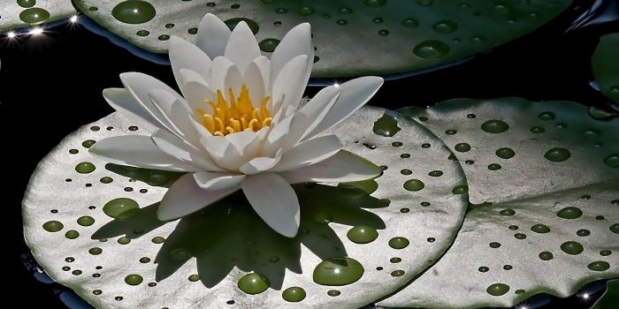 1920x1200 Water Lily Wallpaper (69+ pictures)