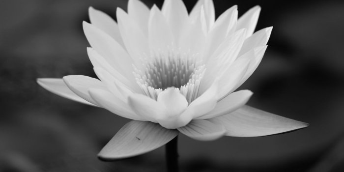 1350x2400 Download wallpaper 1350x2400 lotus, water lily, bw, leaves iphone