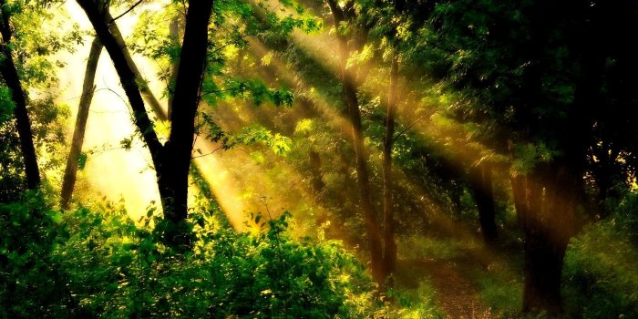 1920x1200 Golden Sun Beams Wallpaper [1920x1200]