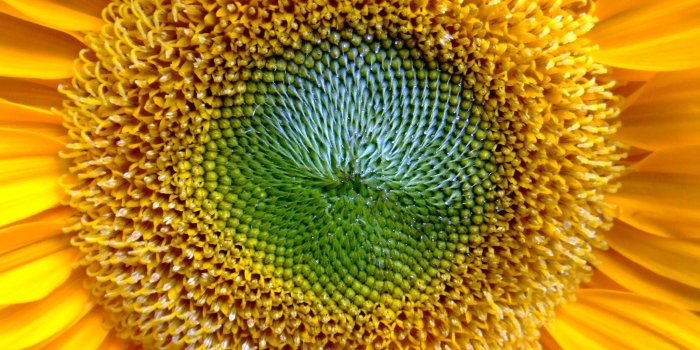 2560x1600 Golden sun wallpapers | Golden sun stock photos