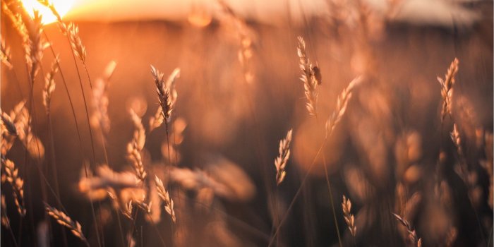 1922x1202 Golden Sun Rays Field - VIP Wallpaper | HD Wallpapers