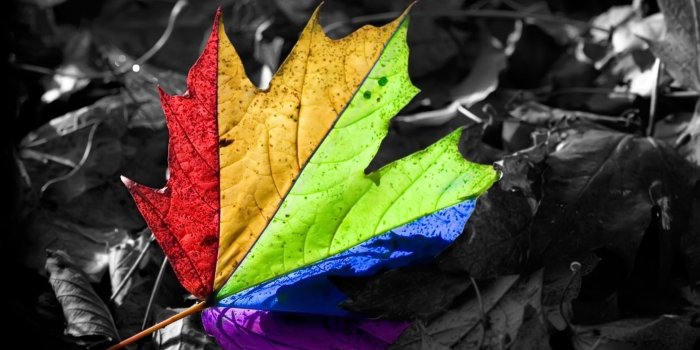 1680x1050 HD Rainbow colored leaf ..wallpaperI love color.. | Color