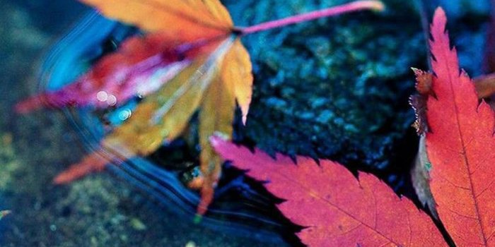 1080x1920 Colorful Leaves Wallpaper for Android - APK Download