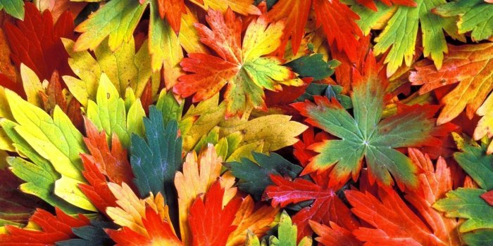 1600x1200 Colorful Leaves wallpaper | 1600x1200 | #5689