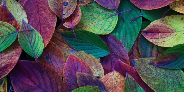 1920x1200 Colorful Leaves wallpaper | 1920x1200 | #70372