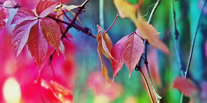 1440x1280 Colorful Leaves wallpaper by xtive - ad - Free on ZEDGE™