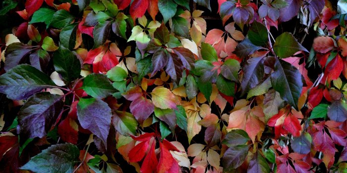 2560x1600 Lovely Colorful Leaves wallpaper | 2560x1600 | #30851