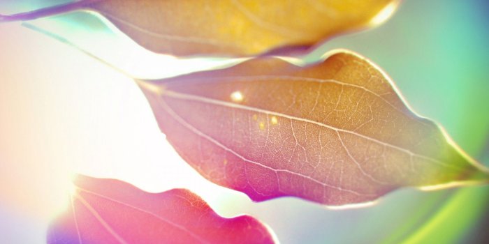 1920x1200 Colored Leaves 9 - Phone wallpapers