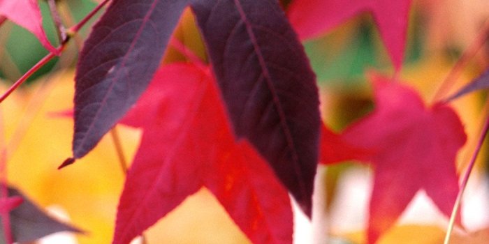 1050x1680 Colorful leaves | Fall wallpaper, Autumn painting, Colorful leaves