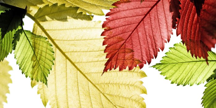 1920x1200 Colorful Leaves Wallpaper #6894540