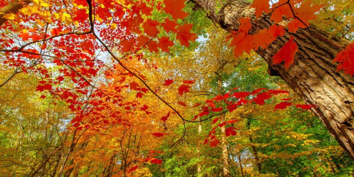 2048x1365 Colorful Leaves Wallpaper #6780765