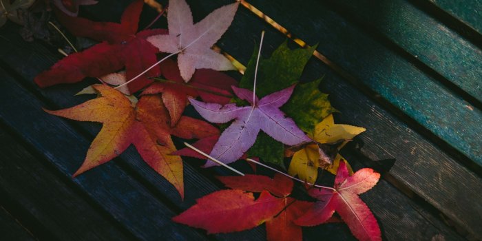6000x4000 Colorful Leaves Autumn 5k, HD Nature, 4k Wallpapers, Images