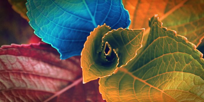 1920x1200 Colorful leaves wallpaper - Photography wallpapers - #41297