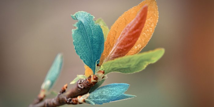 1920x1200 Colorful Leaves wallpaper | 1920x1200 | #80675