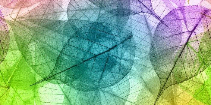 1332x850 Wallpaper transparent, colors, leaves, macro images for desktop