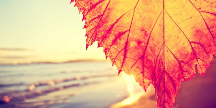 1920x1080 Download Rust Colored Leaf Macro Wallpaper 1920x1080 | Wallpoper