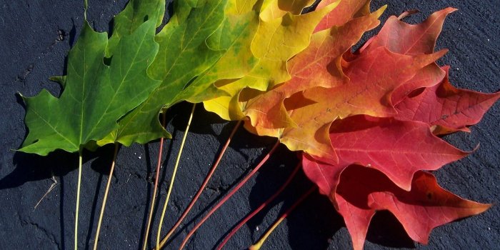 2048x1536 leaves spectrum macro colorful leaves 2048x1536 wallpaper High