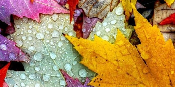 720x1280 720x1280 macro, rosa, color, leaves, foliage, autumn, water, drops