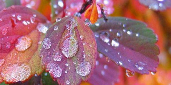769x1280 Colorful Leaves wallpaper by ____S - d9 - Free on ZEDGE™
