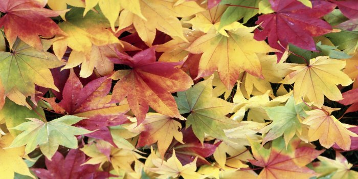 1999x1333 Colorful Autumn Leaves Wallpaper | 1999x1333 | ID:28790