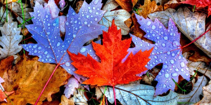 1920x1200 Colorful leaves | sorted 1879.9 kb, mob PC