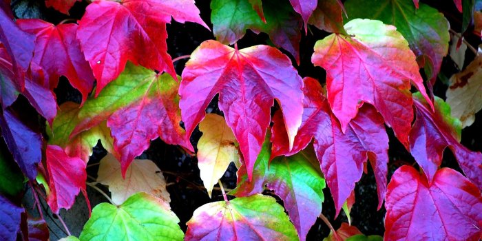 1920x1200 Colorful Leaves Wallpaper #6894693