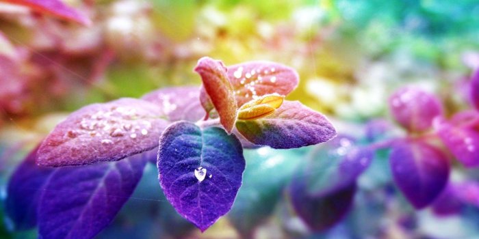 1920x1200 Colorful Leaves Background 30083 1920x1200px