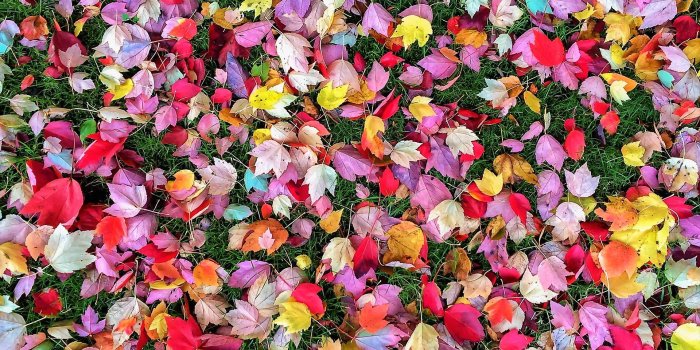 1920x1200 Colorful Autumn Leaves HD Wallpaper | Background Image | 1920x1200