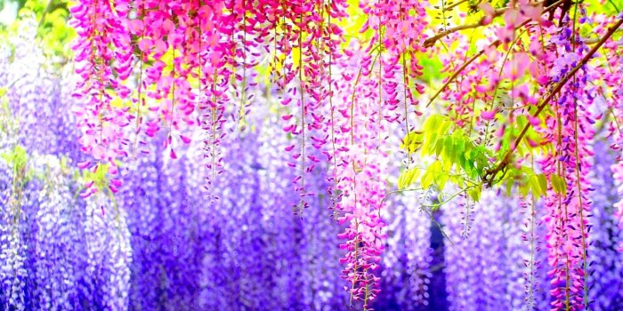 1920x1440 Colorful Leaves HD Wallpaper | Background Image | 1920x1440 | ID