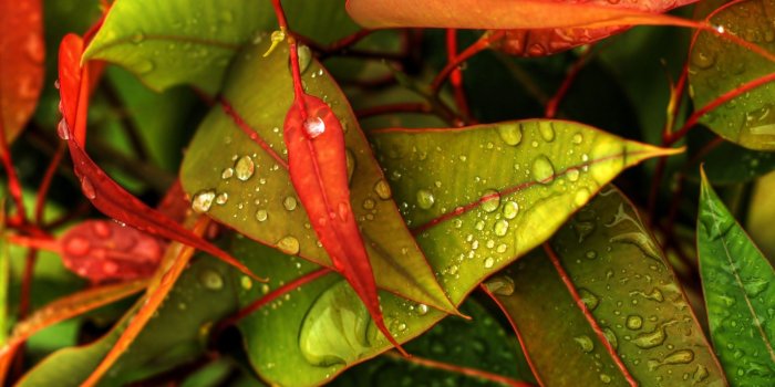 1920x1200 Colorful Leaves HD 30087 1920x1200px