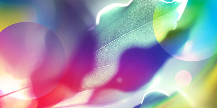 2560x1600 Colored Leaves 8 Ultra HD Desktop Background Wallpaper for 4K UHD
